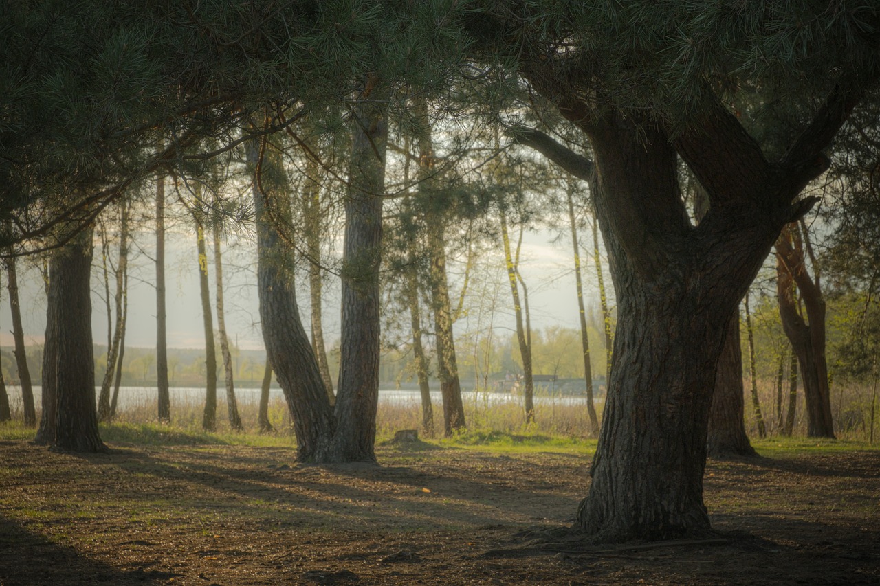 The Importance of Forest Conservation in Sustainable Living